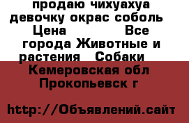 продаю чихуахуа девочку,окрас соболь › Цена ­ 25 000 - Все города Животные и растения » Собаки   . Кемеровская обл.,Прокопьевск г.